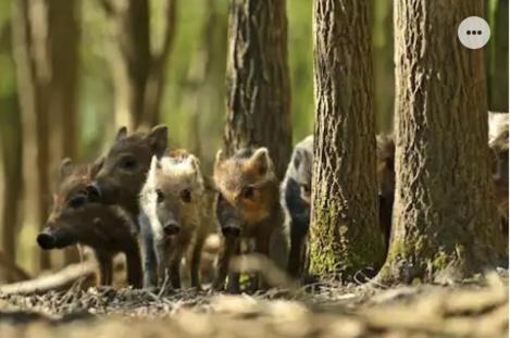 Park Konijnenburg Villa Putten Eksteriør bilde